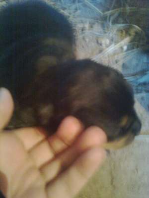 vand pui rottweiler in maramures