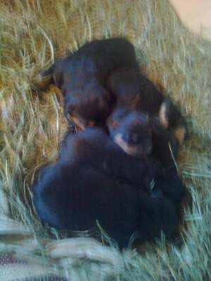 vand pui rottweiler in maramures