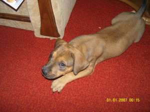 vand amstaff