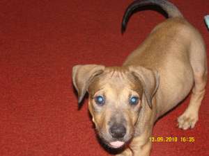 vand amstaff