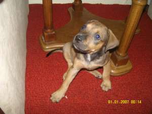 vand amstaff