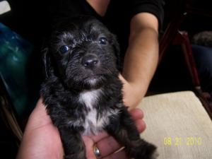 Vand pui caniche talie mica