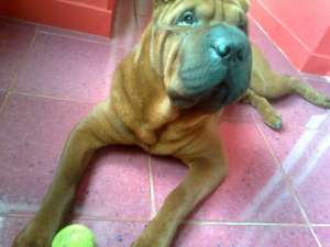 Ofer shar-pei  mascul pentru monta