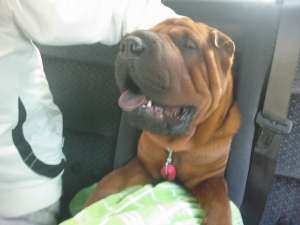 Ofer shar-pei  mascul pentru monta