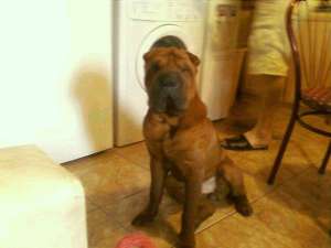 Ofer shar-pei  mascul pentru monta