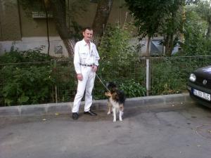 Pierdut metis Collie