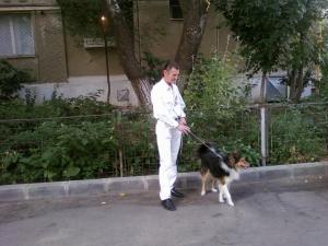 Pierdut metis Collie