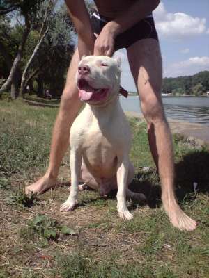 mascul amstaff