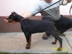 vand catei dobermann