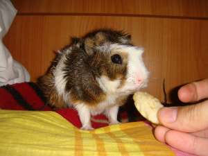 vand porc de guineea  urgent