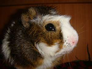 vand porc de guineea  urgent