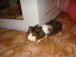 vand porc de guineea  urgent