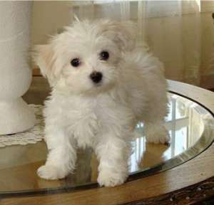 acasă ridicat malteză puppies pentru tine