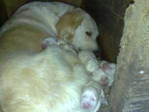 Vand pui de Golden Retriver - fara pedigree