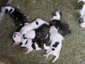 vand cateii bulldog american