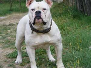 vand cateii bulldog american