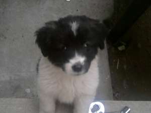 vand urgent ciobanesc de bucovina