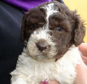 Vand catelus Lagotto pentru cautarea Trufelor