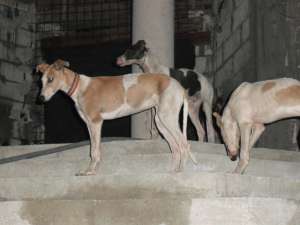 vand ogari greyhound la 4 luni...