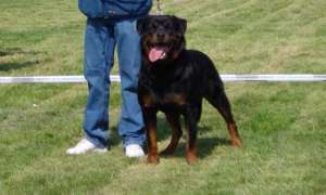 Vand Pui Rottweiler super calitate