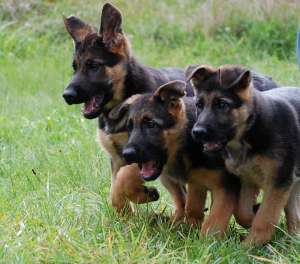 vand pui ciobanesc german cu pedigree
