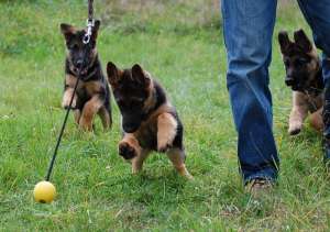 vand pui ciobanesc german cu pedigree