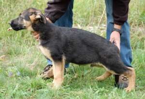 vand pui ciobanesc german cu pedigree