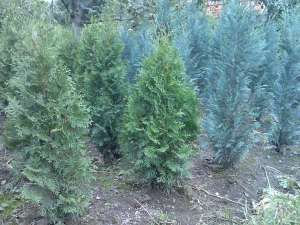 tuia fastigiata,  buxus