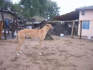 Vand ogari greyhound si corcitura barzoi