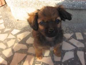 Dau spre adoptie catei pekinez 3 luni