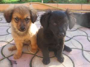 Dau spre adoptie catei pekinez 3 luni