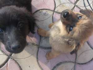 Dau spre adoptie catei pekinez 3 luni