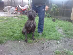 Cane Corso mascul adult