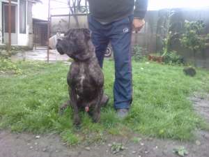Cane Corso mascul adult