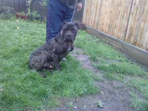 Cane Corso mascul adult