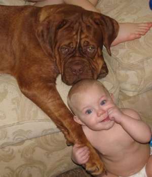 mascul Dog de Bordeaux cu Pedigree