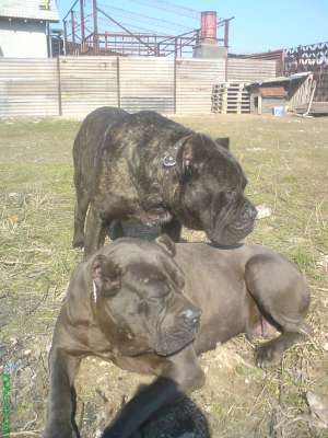 cane corso superb