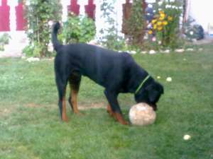 vAND ROTTWEILER VARSTA 1 AN