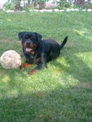 vAND ROTTWEILER VARSTA 1 AN