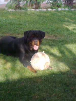 vAND ROTTWEILER VARSTA 1 AN