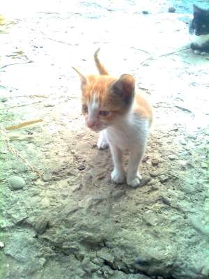 dau spre adoptie pisici
