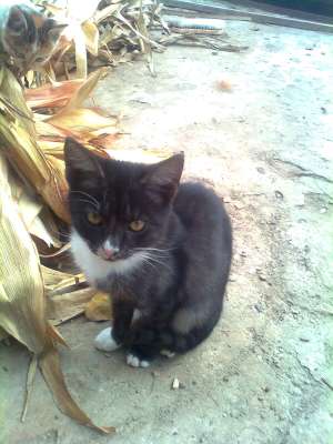 dau spre adoptie pisici
