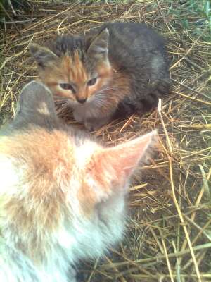 dau spre adoptie pisici