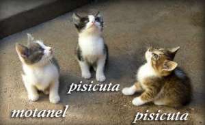 Donez pui de pisica