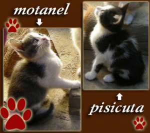 Donez pui de pisica