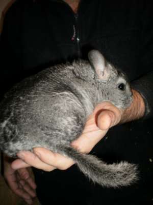 vand chinchilla