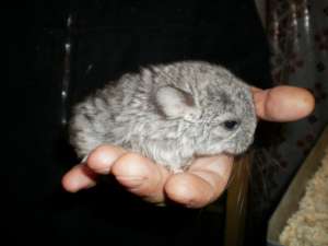 vand chinchilla