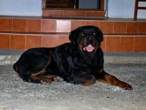 Pui Rottweiler de vanzare URGENT!!