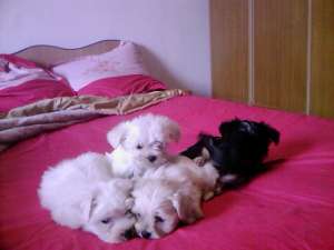 vand bichon maltez