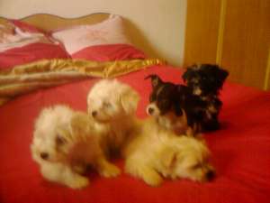 vand bichon maltez